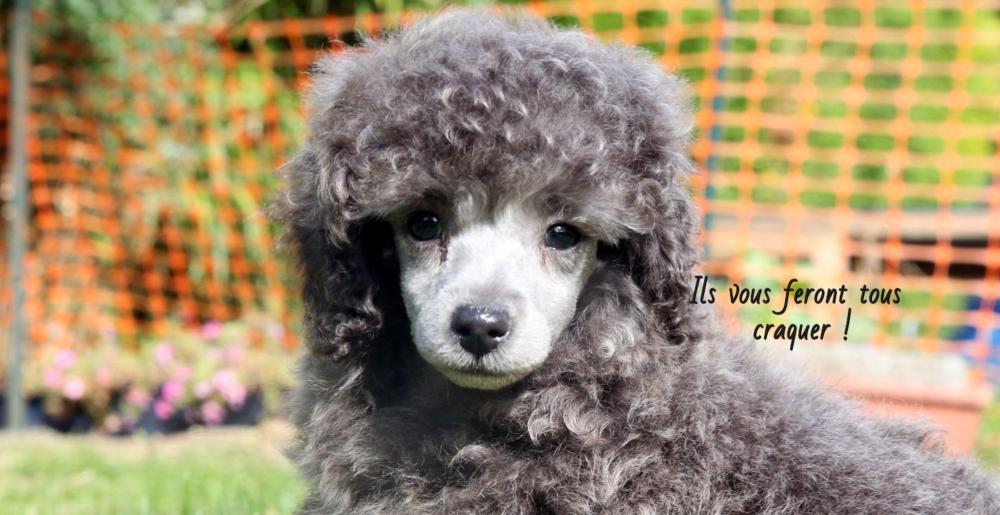 canichou-caniche canichou-caniche